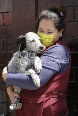 ADOPCIÓN DE MASCOTAS