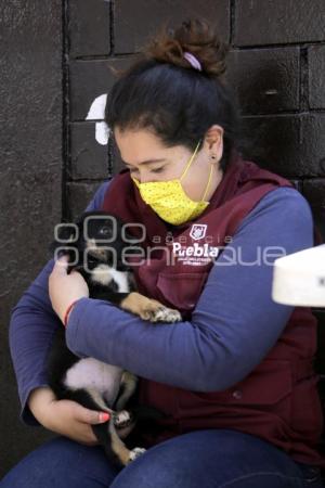 ADOPCIÓN DE MASCOTAS