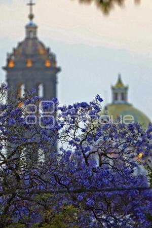 JACARANDAS