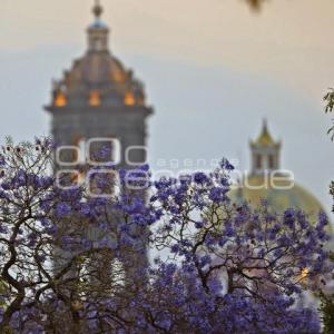 JACARANDAS