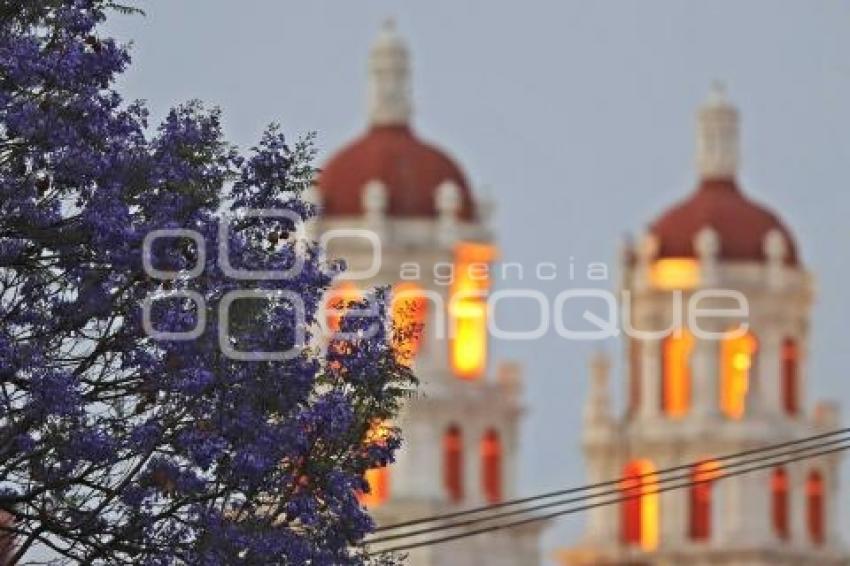 JACARANDAS