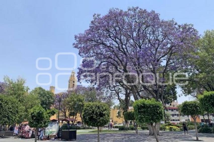 JACARANDAS