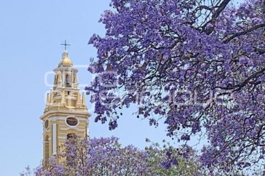 JACARANDAS