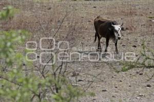 CAMPO