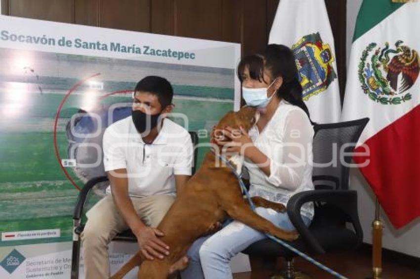 PERRITO SPAY