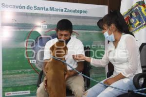 PERRITO SPAY