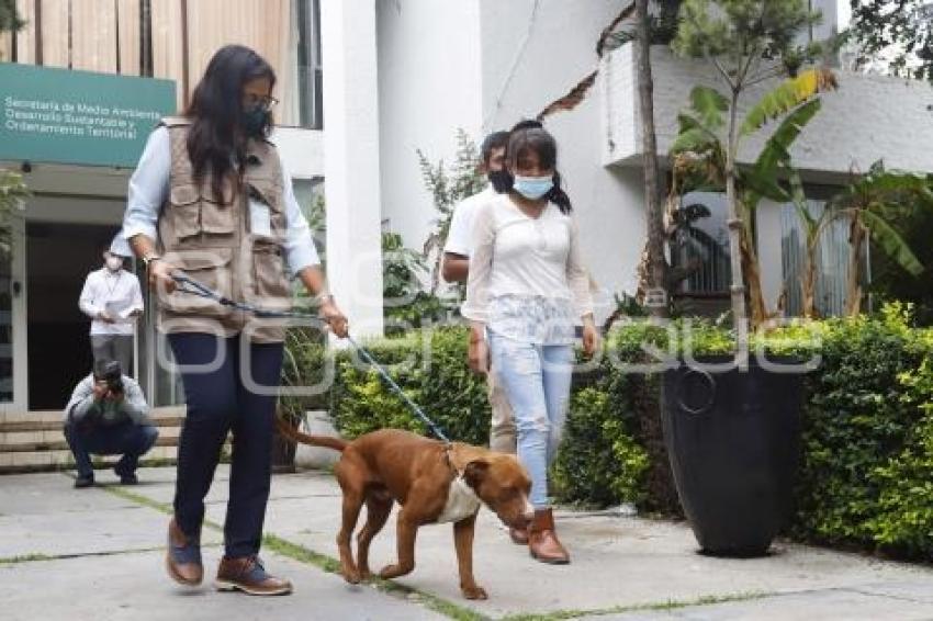 PERRITO SPAY
