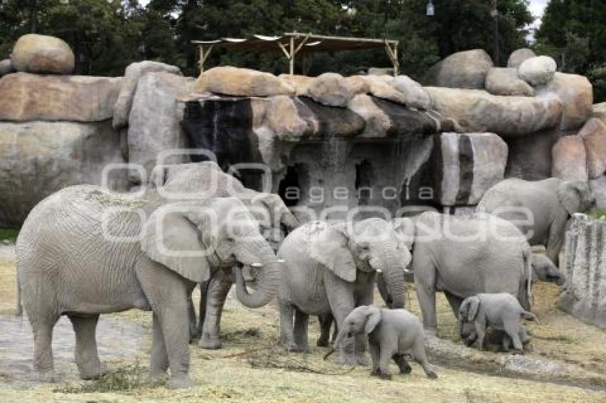 AFRICAM SAFARI . ELEFANTES