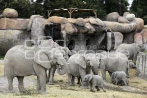 AFRICAM SAFARI . ELEFANTES