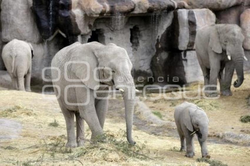 AFRICAM SAFARI . ELEFANTES