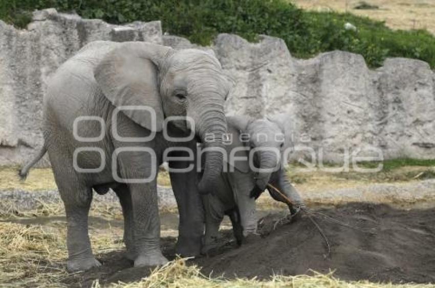 AFRICAM SAFARI . ELEFANTES