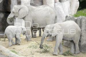 AFRICAM SAFARI . ELEFANTES