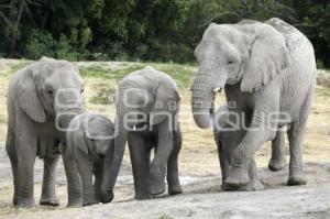 AFRICAM SAFARI . ELEFANTES