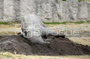 AFRICAM SAFARI . ELEFANTES