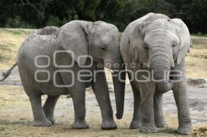 AFRICAM SAFARI . ELEFANTES