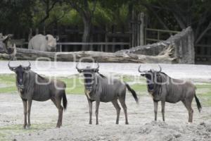 AFRICAM SAFARI