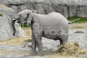 AFRICAM SAFARI . ELEFANTES