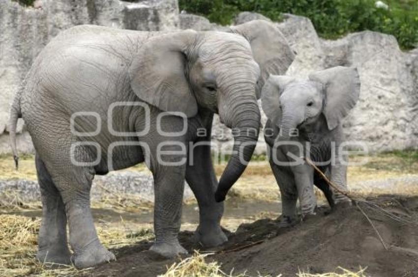 AFRICAM SAFARI . ELEFANTES