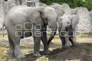 AFRICAM SAFARI . ELEFANTES