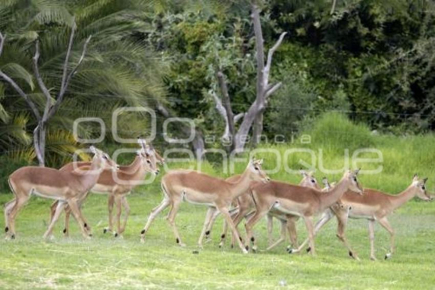 AFRICAM SAFARI