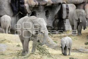 AFRICAM SAFARI . ELEFANTES