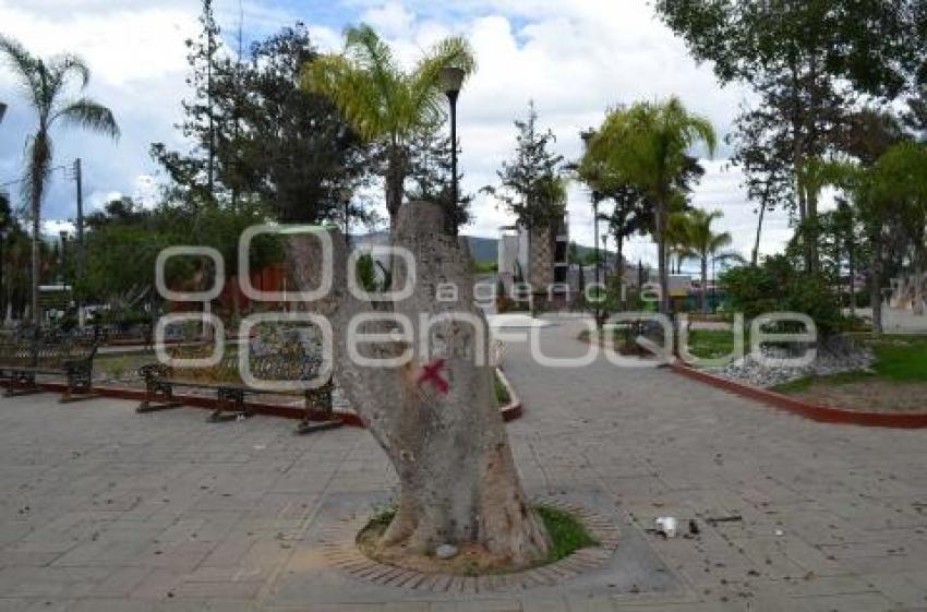 TEHUACÁN . HONGO NEGRO