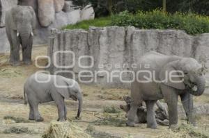 AFRICAM SAFARI . ELEFANTES