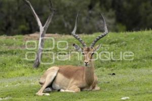 AFRICAM SAFARI