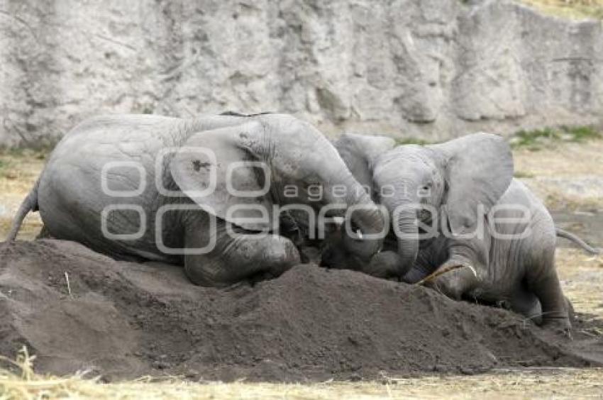 AFRICAM SAFARI . ELEFANTES