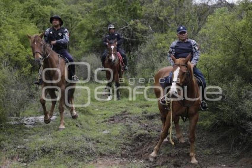 FLOR DEL BOSQUE . POLICÍA MONTADA