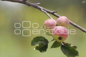 CALPAN . MANZANA CRIOLLA