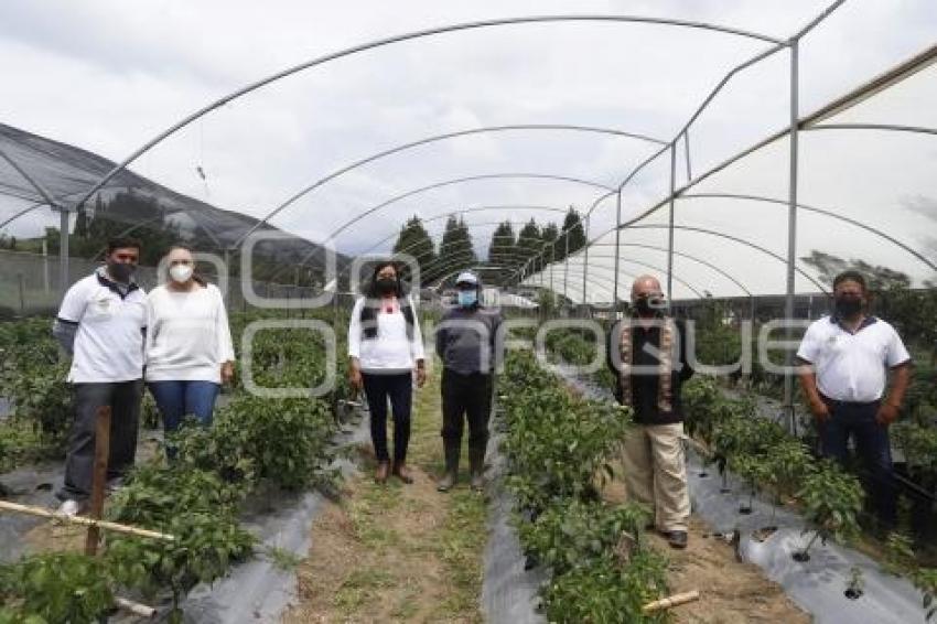 CALPAN . RUTA AGROTURÍSTICA