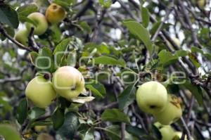 CALPAN . MANZANA CRIOLLA