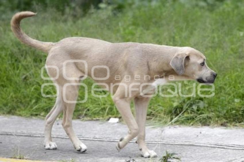DÍA MUNDIAL PERRO