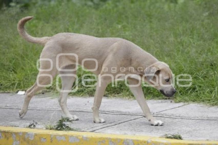 DÍA MUNDIAL PERRO