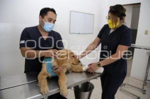 DÍA DEL VETERINARIO 