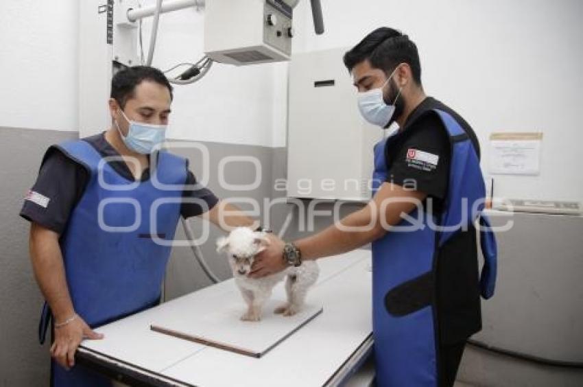 DÍA DEL VETERINARIO 