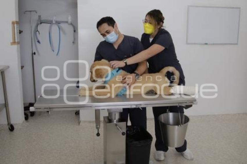 DÍA DEL VETERINARIO