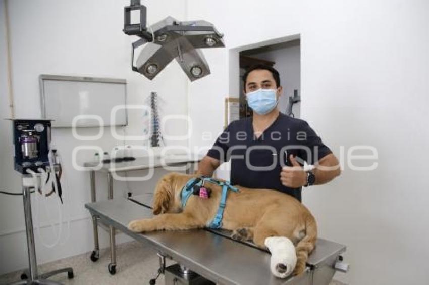 DÍA DEL VETERINARIO 