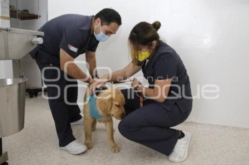 DÍA DEL VETERINARIO