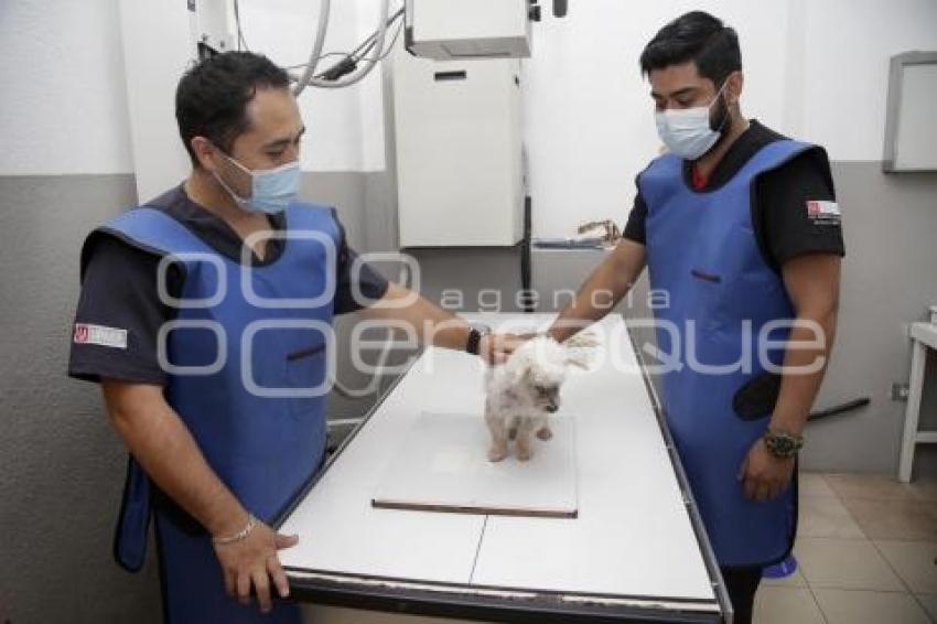 DÍA DEL VETERINARIO 