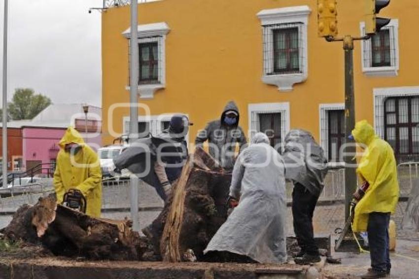 ÁRBOL CAÍDO