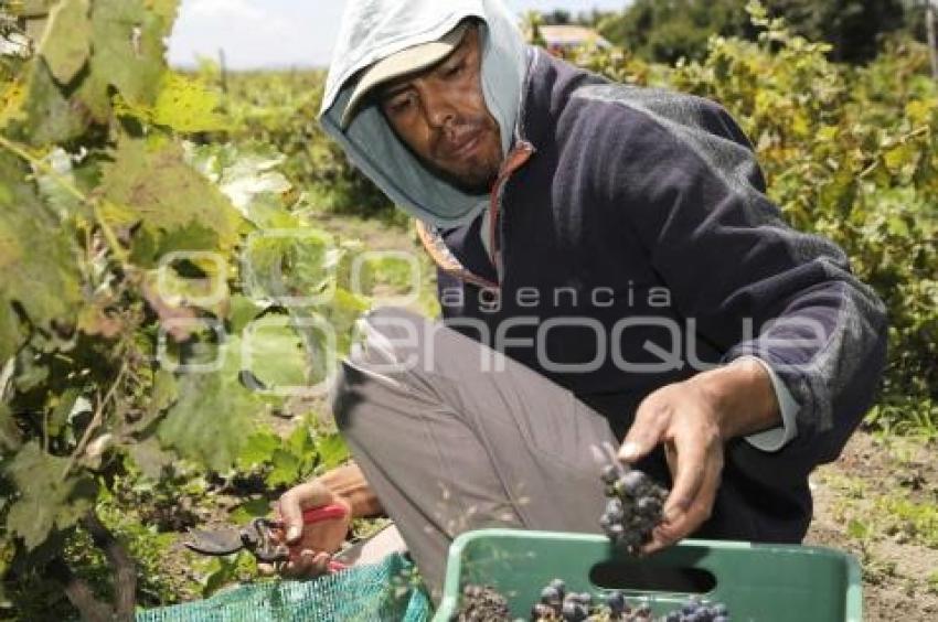 TECUANIPAN . COSECHA UVA