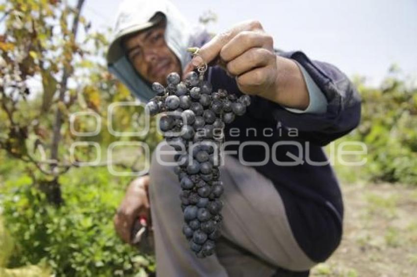 TECUANIPAN . COSECHA UVA