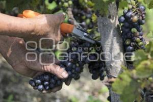 TECUANIPAN . COSECHA UVA