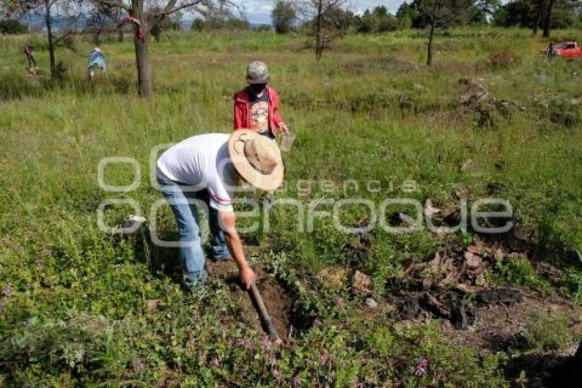 TLAXCALA . REFORESTACIÓN LA MALINCHE