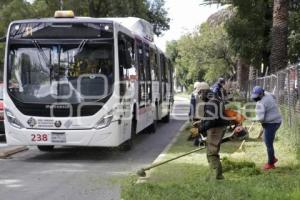 AYUNTAMIENTO . MANTENIMIENTO A CAMELLONES