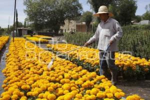 TEMPORADA FLOR DE CEMPASÚCHIL