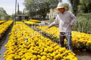 TEMPORADA FLOR DE CEMPASÚCHIL