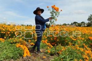 ATLIXCO . FLOR DE CEMPASÚCHIL